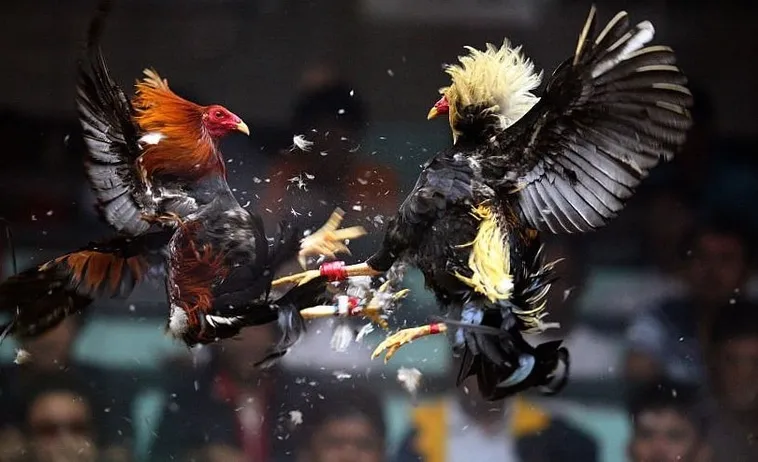 Bí Kíp Chơi Đá Gà Sabong Tại 123B Từ Các Cao Thủ Philippines 1 Bí Kíp Chơi Đá Gà Sabong Tại 123B Từ Các Cao Thủ Philippines