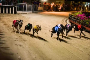 Cách Chơi Game Nhanh Đua Chó Tại 123B Dễ Thắng Nhất 5 Cách Chơi Game Nhanh Đua Chó Tại 123B Dễ Thắng Nhất