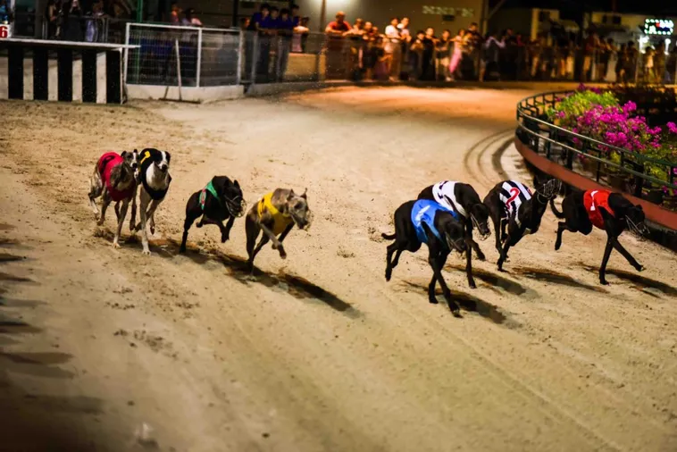 Cách Chơi Game Nhanh Đua Chó Tại 123B Dễ Thắng Nhất 1 Cách Chơi Game Nhanh Đua Chó Tại 123B Dễ Thắng Nhất