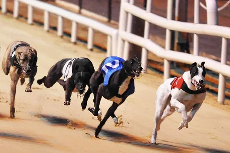 Cách Chơi Game Nhanh Đua Chó Tại 123B Dễ Thắng Nhất 2 Cách Chơi Game Nhanh Đua Chó Tại 123B Dễ Thắng Nhất